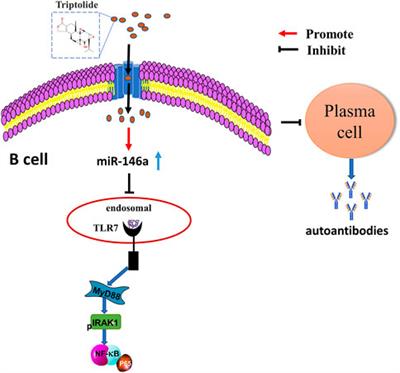 Triptolide in the treatment of systemic lupus erythematosus - regulatory effects on miR-146a in B cell TLR7 signaling pathway in mice